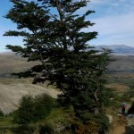 Wind blown tree in Torres del Paine