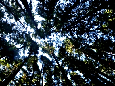 Trees - Expedition Clayoquot