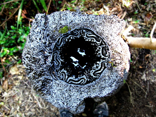 Kiwi tree stump