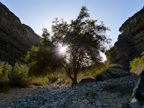 Tree in Wadi Damm, Oman