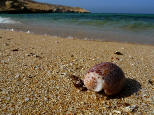 Shell on Qantab beach, Muscat