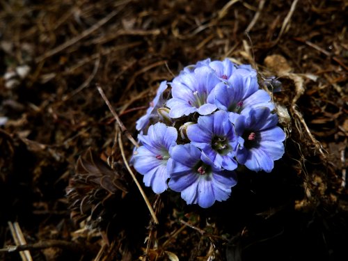 Flowers in the Himalayas (Photo: Laura Tomlinson)