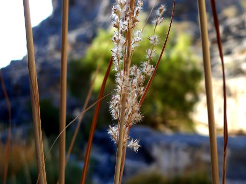 Flowers in an Omani Wadi