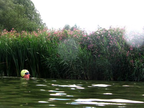 Sedentary swimming