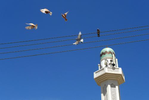 Flight of the Pigeon, Muscat, Oman
