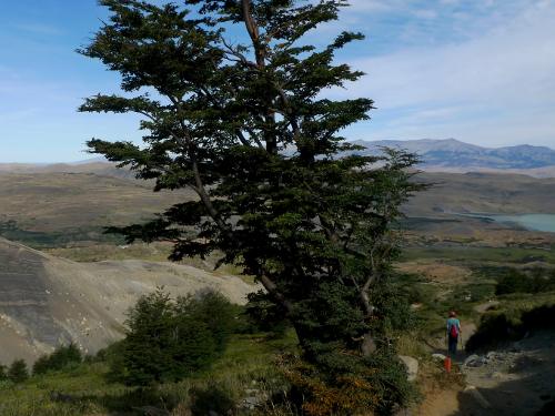 Wind blown tree in Torres del Paine