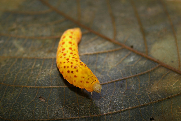 Moth larvae (Photo: James Borrell)