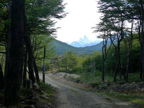 Wooded view of the Fitzroy Mountains