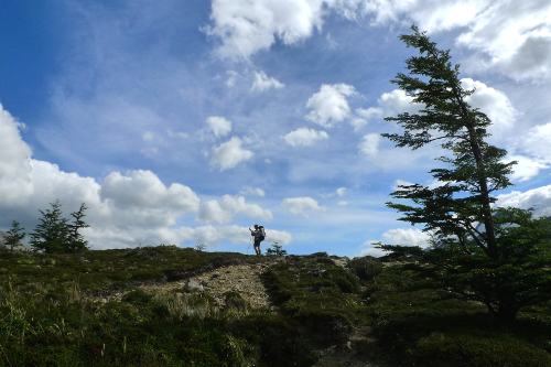 Windblow tree and tiny figure in Patagonia