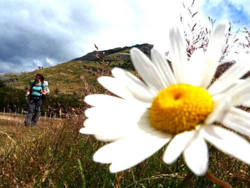 Flower in Torres del Paine National Park