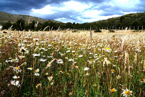 Flowers in Torres del Paine (Photo: Laura Moss)