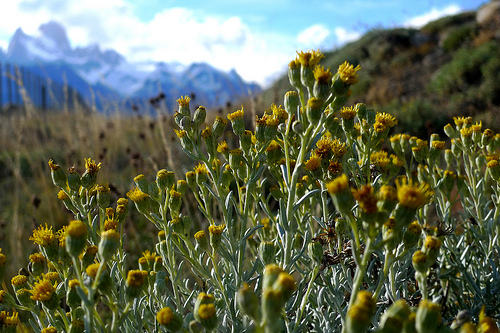 Flowers in Patagonia