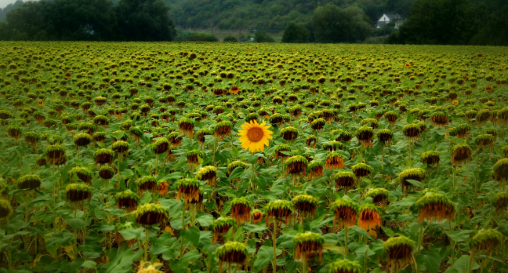 Cycling in France