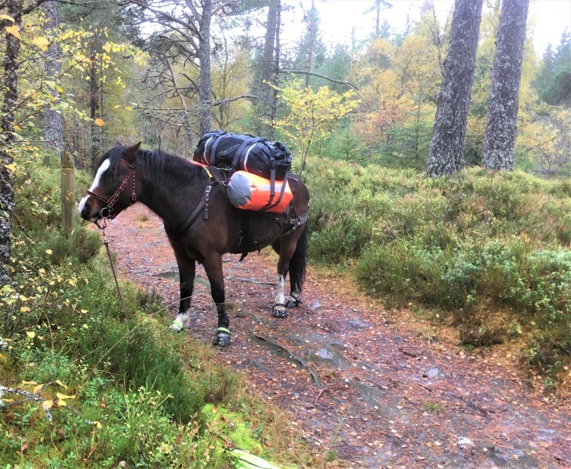 Sue Manning - Scotland with a Pack Pony