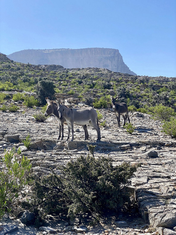 Donkey Oman